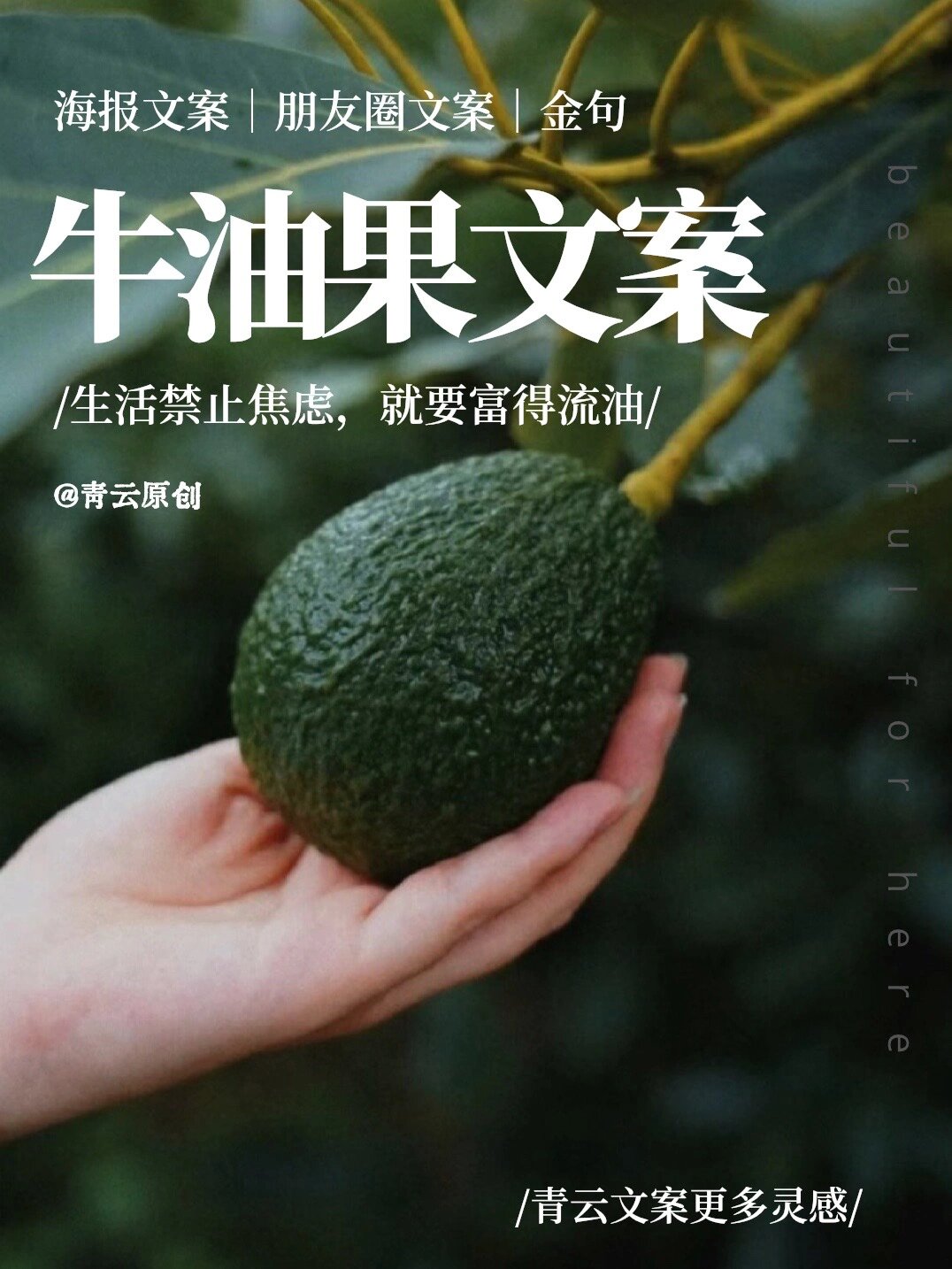 朋友圈牛油果文案