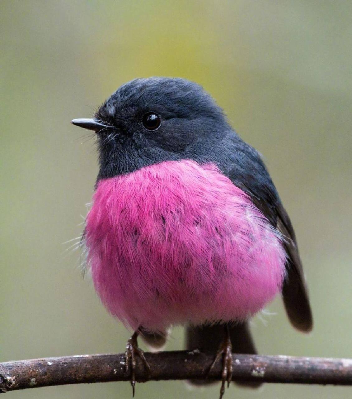每天认识一种动物(93)粉红知更鸟 中文名:粉红知更鸟 学名:binkrobin