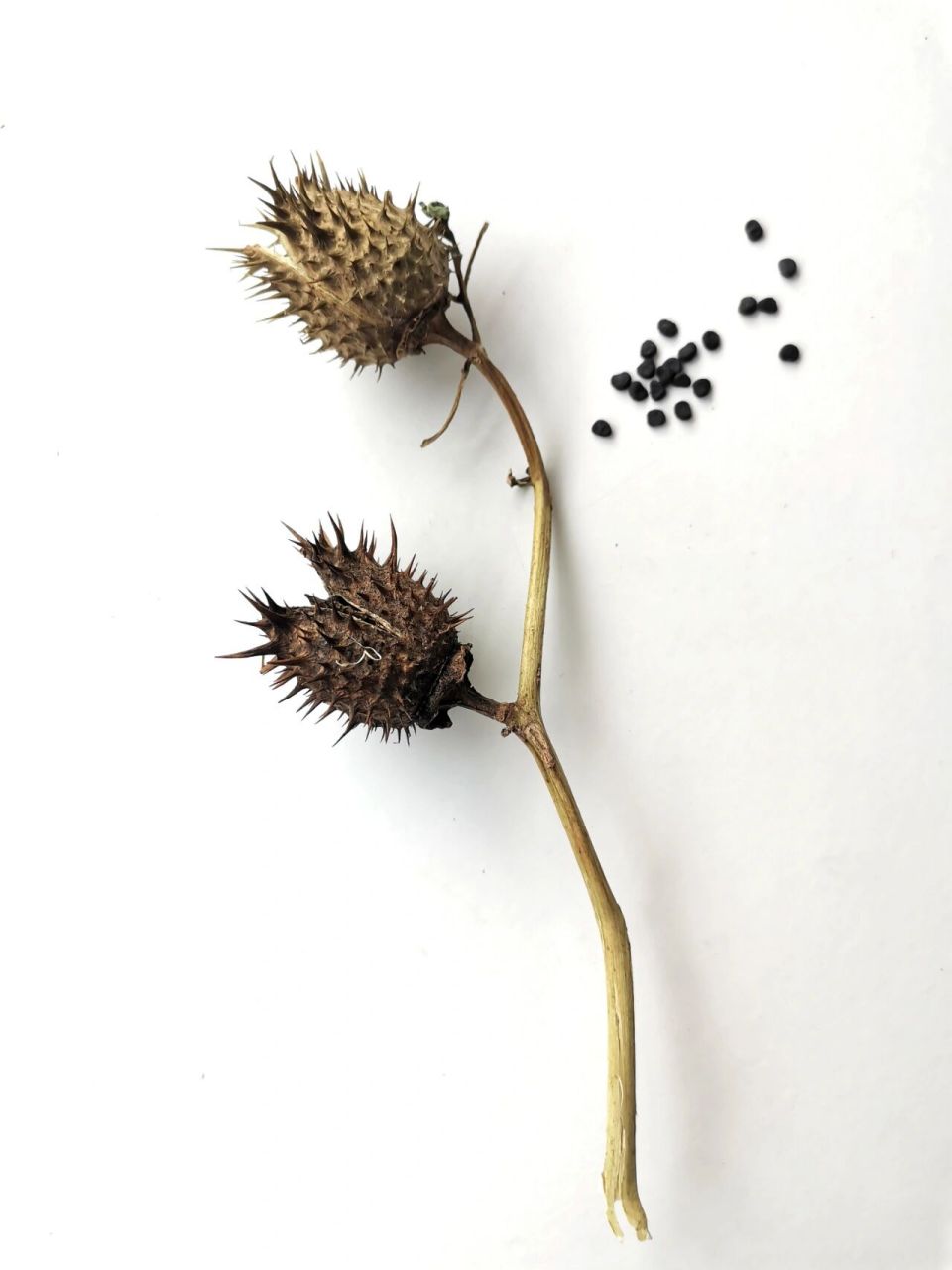 植物分享|奇异种子(四) 中文名:曼陀罗 拉丁学名:datura stramonium l