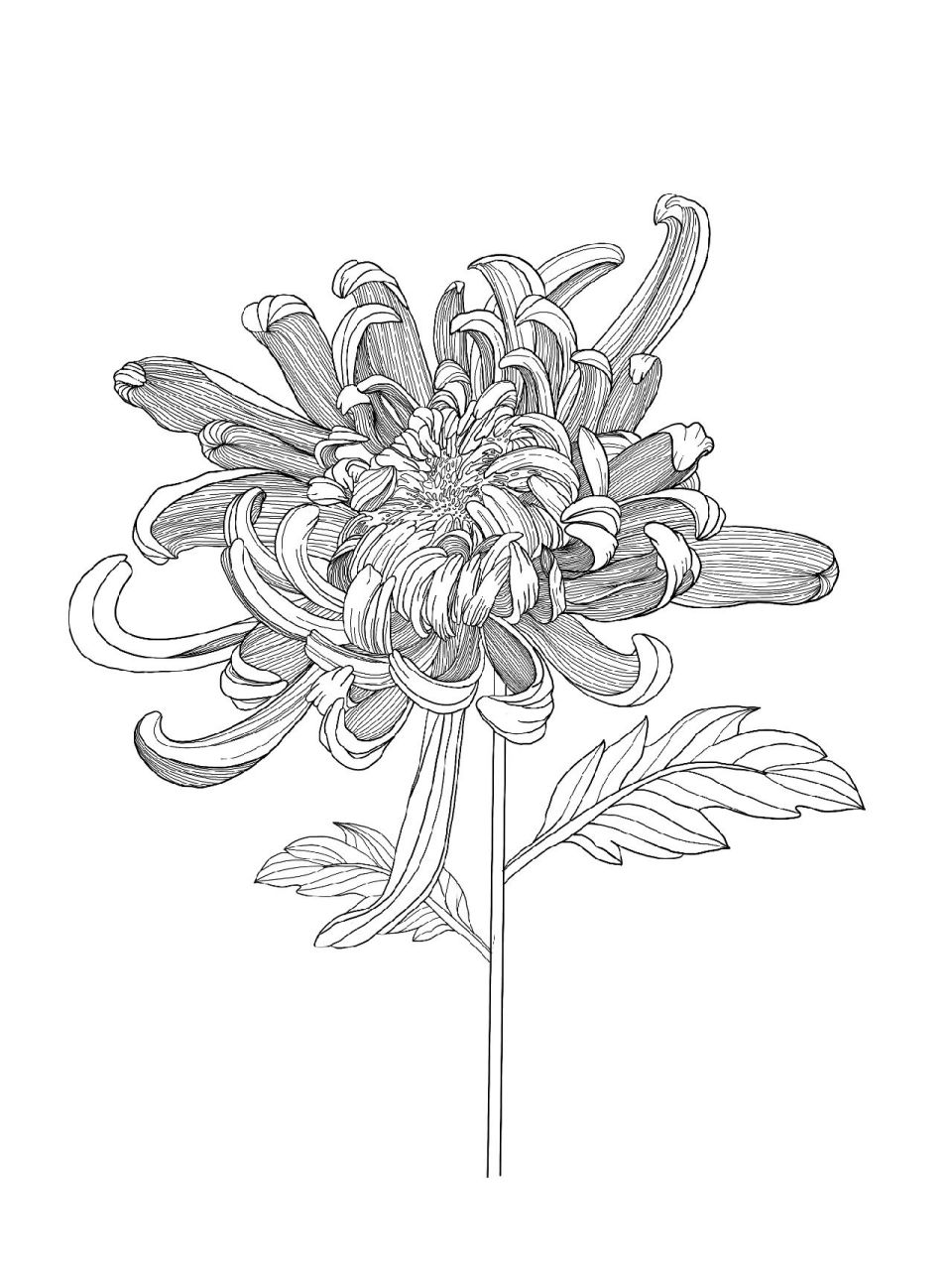 菊花线稿 #线稿# #原创插画# #小红书成长助手# #菊花纹身# #插画