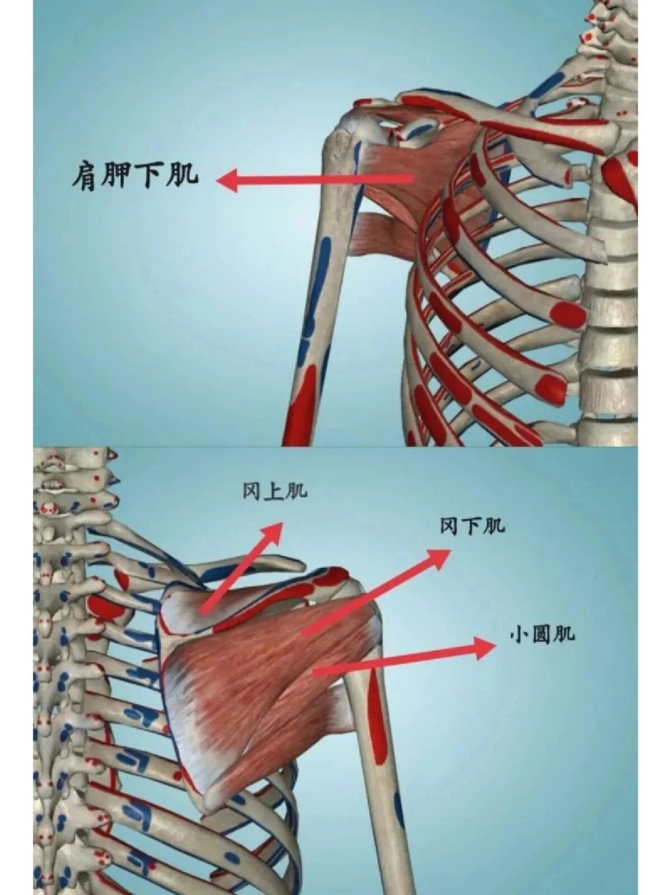 s(supraspinatus),冈上肌 i(infraspinatus),冈下肌 t(teres minor)
