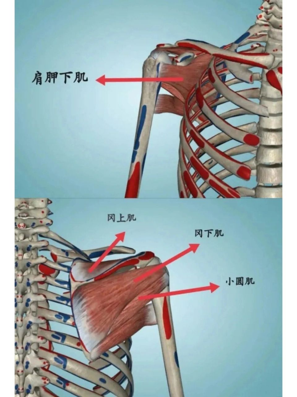 肩袖肌肉图解图片