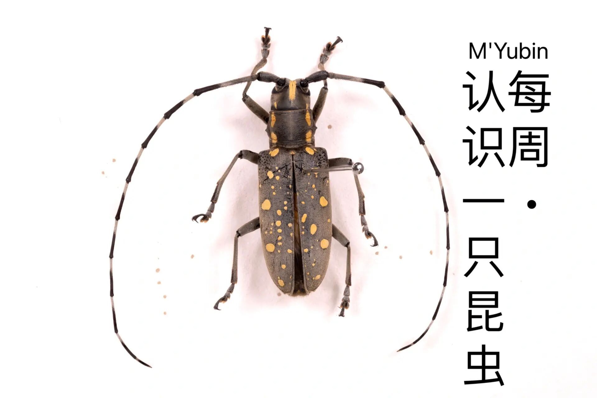 每周认识一直昆虫·皇室御用色点缀的天牛 黄星天牛,也叫桑黄星天牛