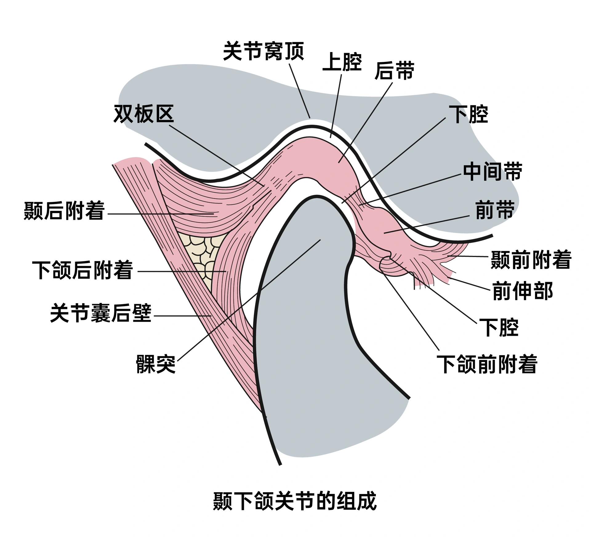 颞下颌关节解剖图手绘图片