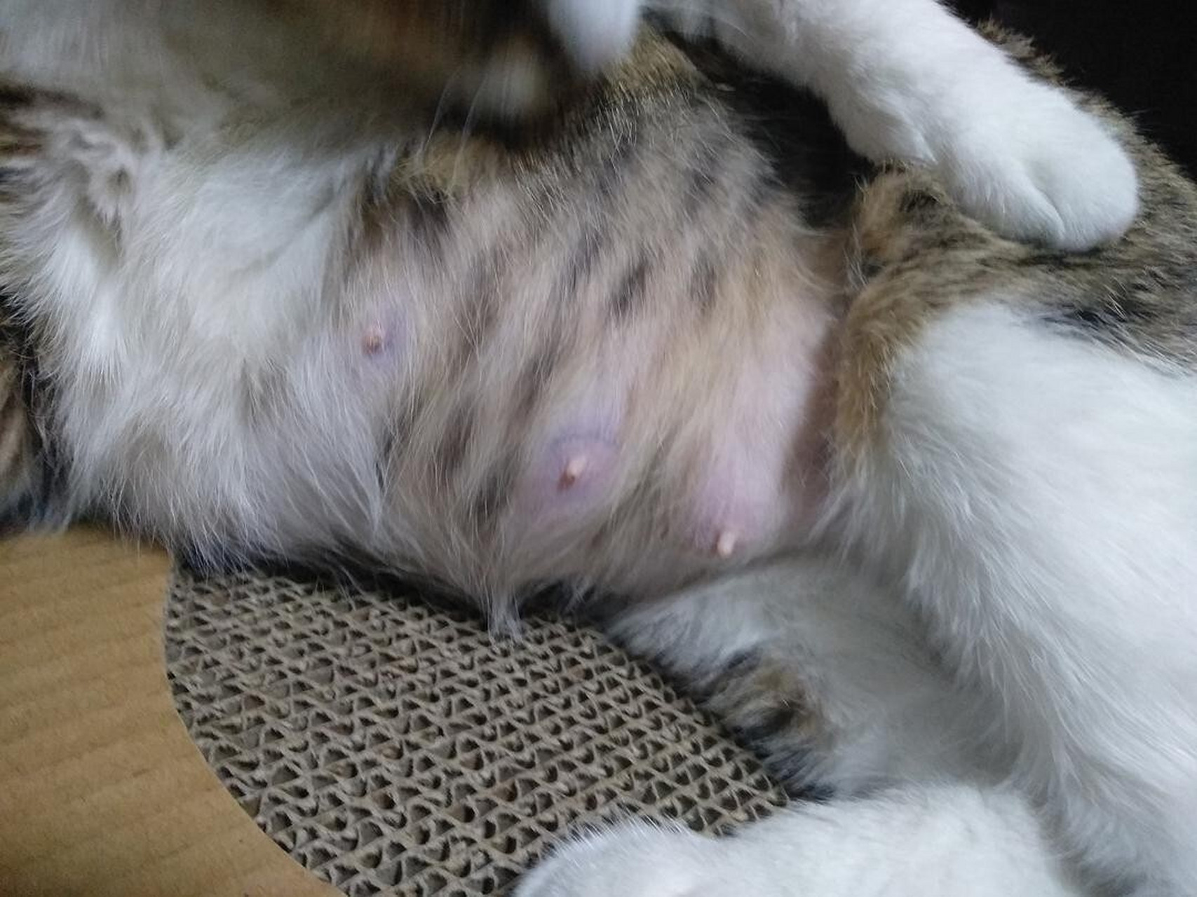 猫咪乳腺肿瘤照片图片