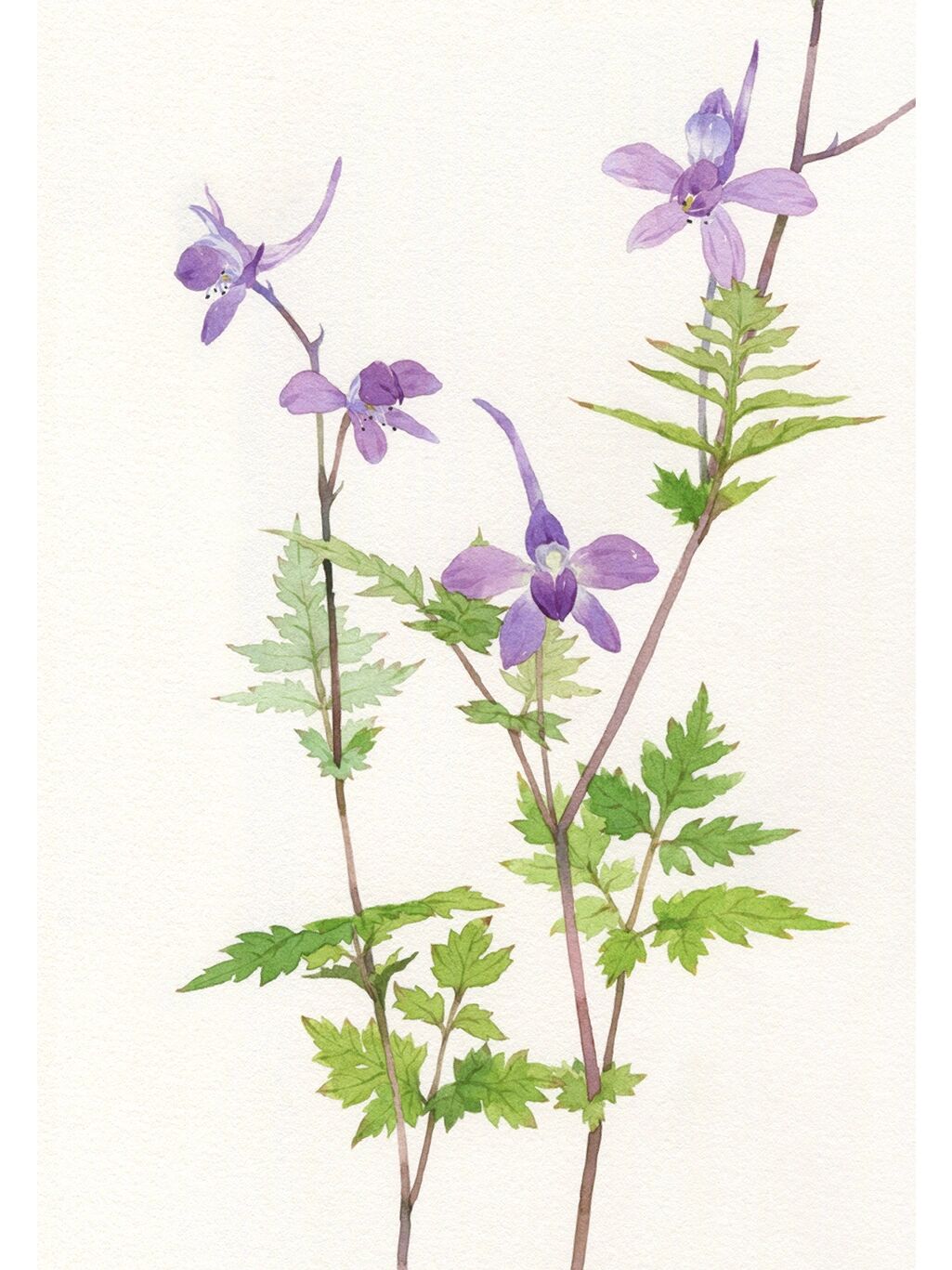 水彩手绘|野花集 还亮草 也叫飞燕草,它的形状真的很像飞燕,第一次见