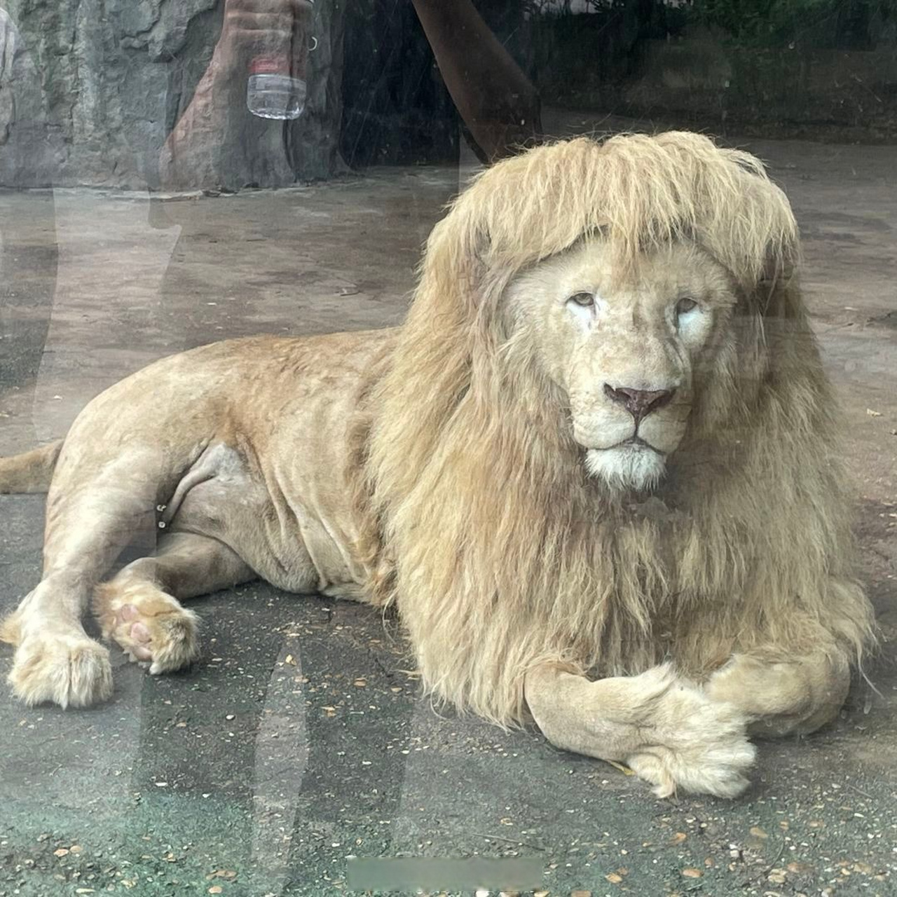 为啥动物园的狮子这么憨呢?