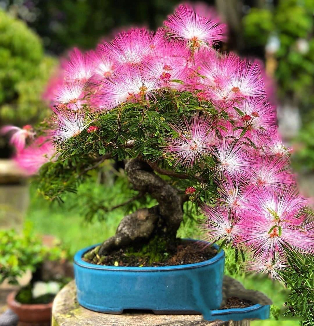 合欢花|盆景 后台很多小94好奇紫藤,玉兰也可做盆景,其实万木皆可