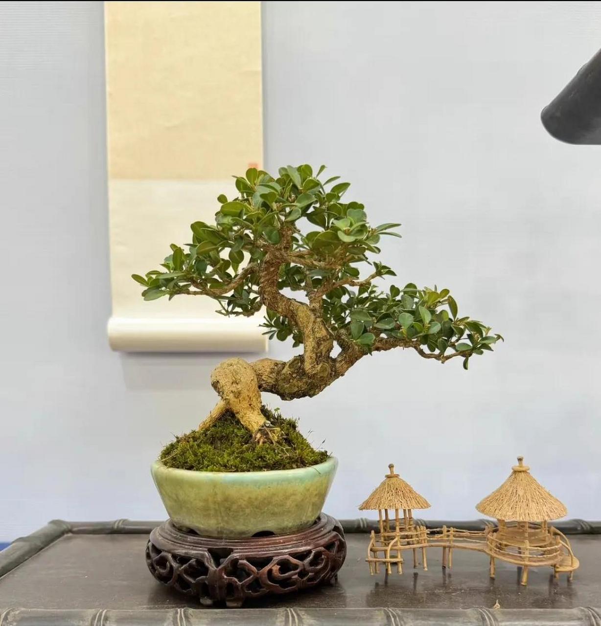 人工造型的瓜子黄杨盆景,美不美你说了算.美丽盆景