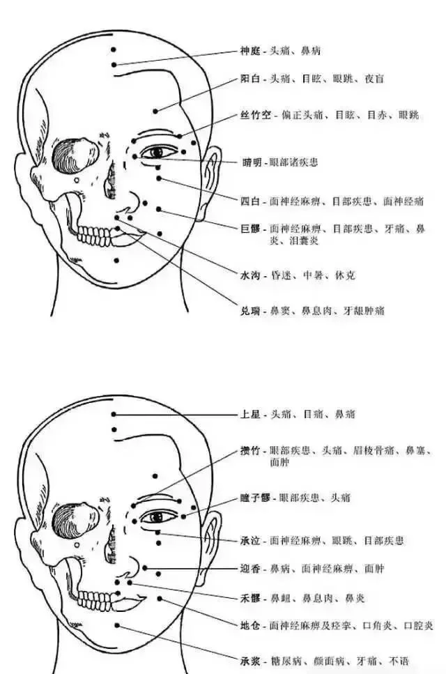 人体头部穴位图及作用功效