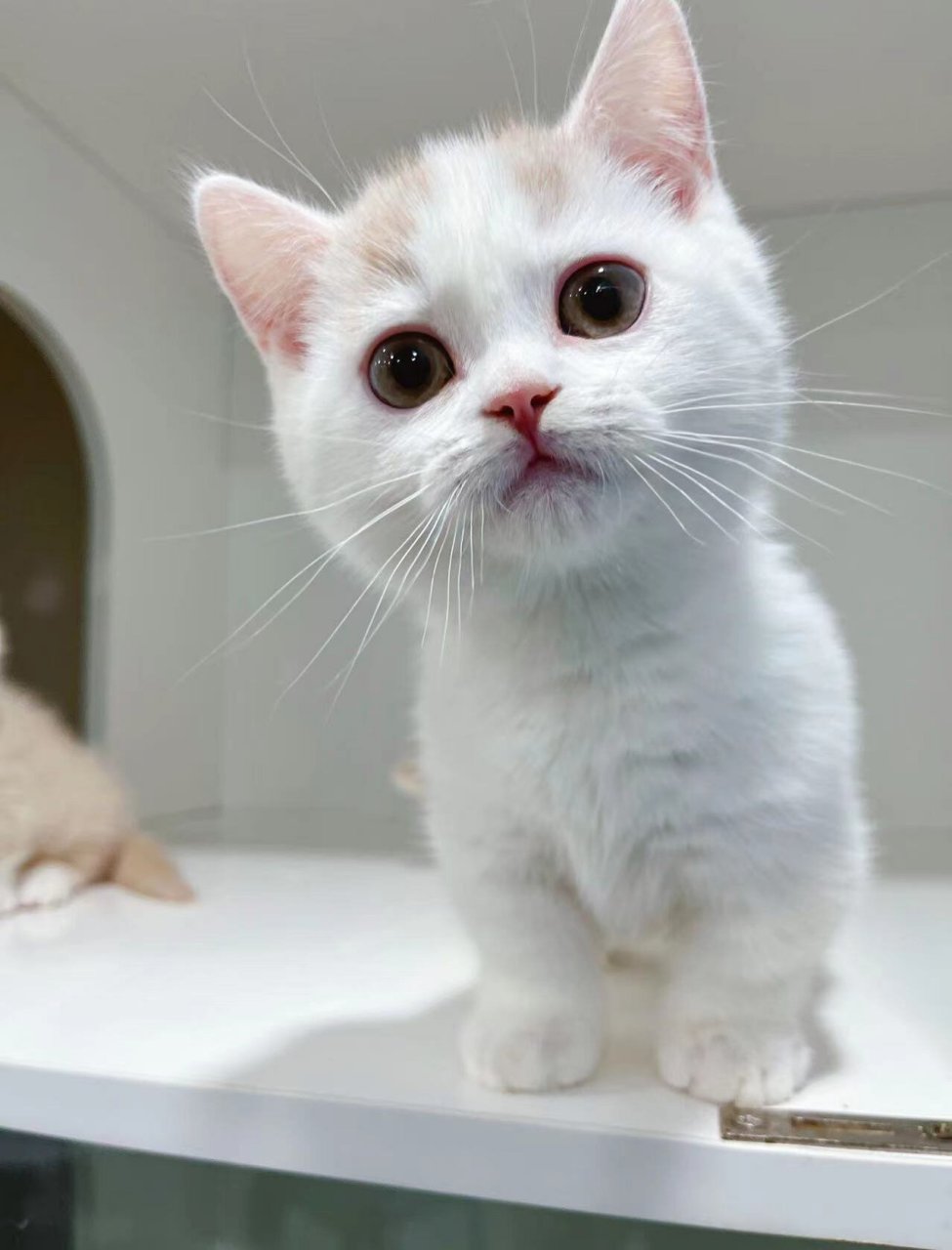 乳白曼基康矮脚猫甜甜小可爱 2个半月 一针疫苗 现在家里就2只乳白