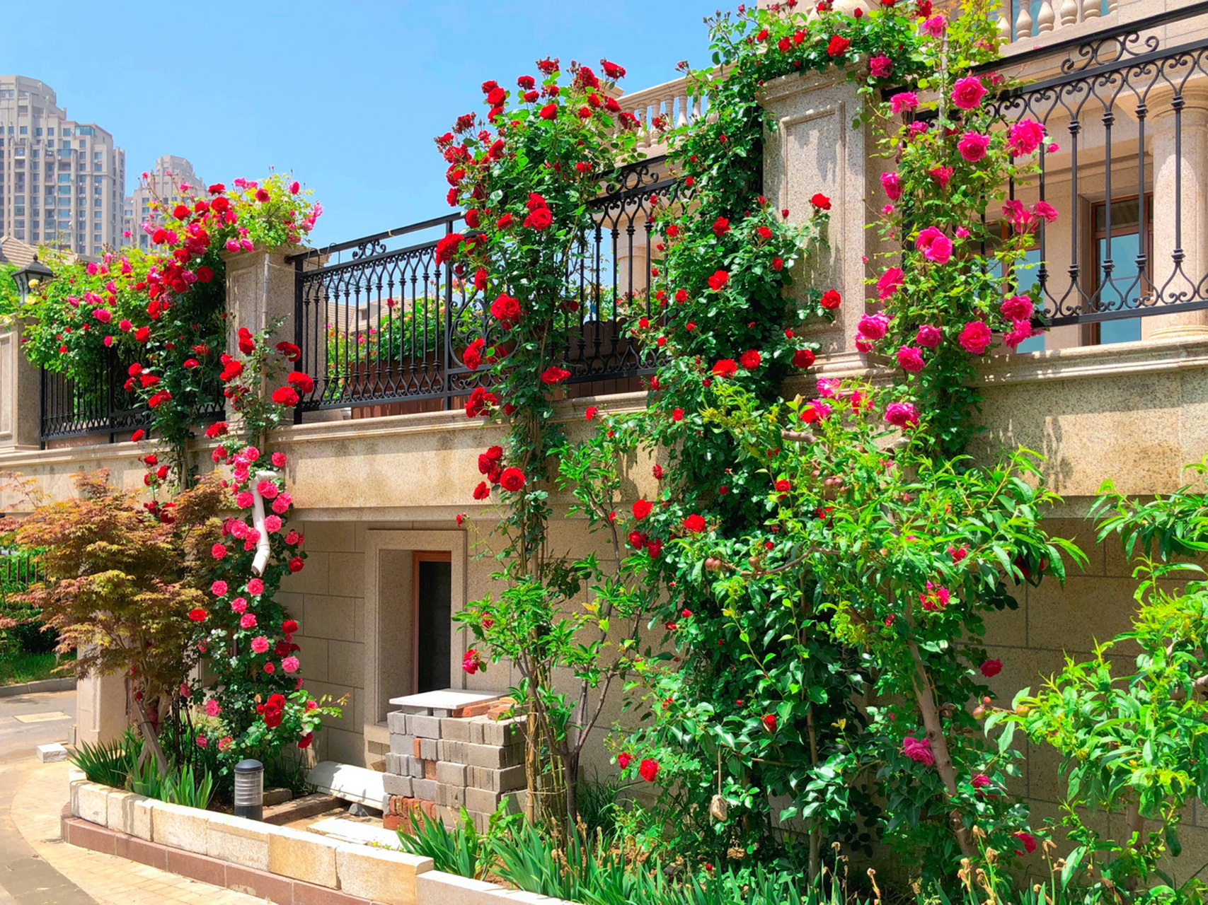 95少女心花园别墅93梦幻月季墙 美如仙 向往的生活78 漂亮的我