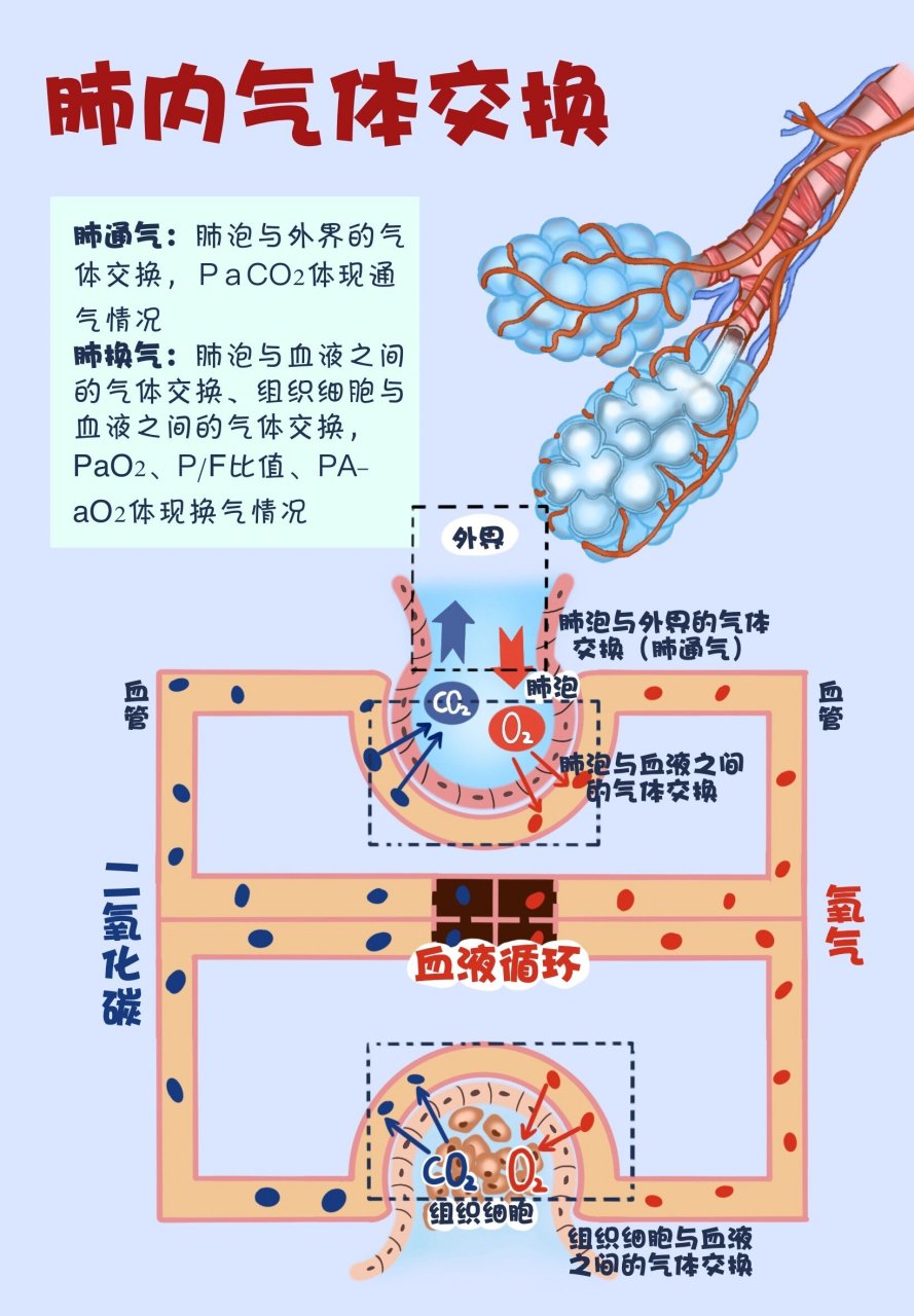 肺通气与肺换气图片