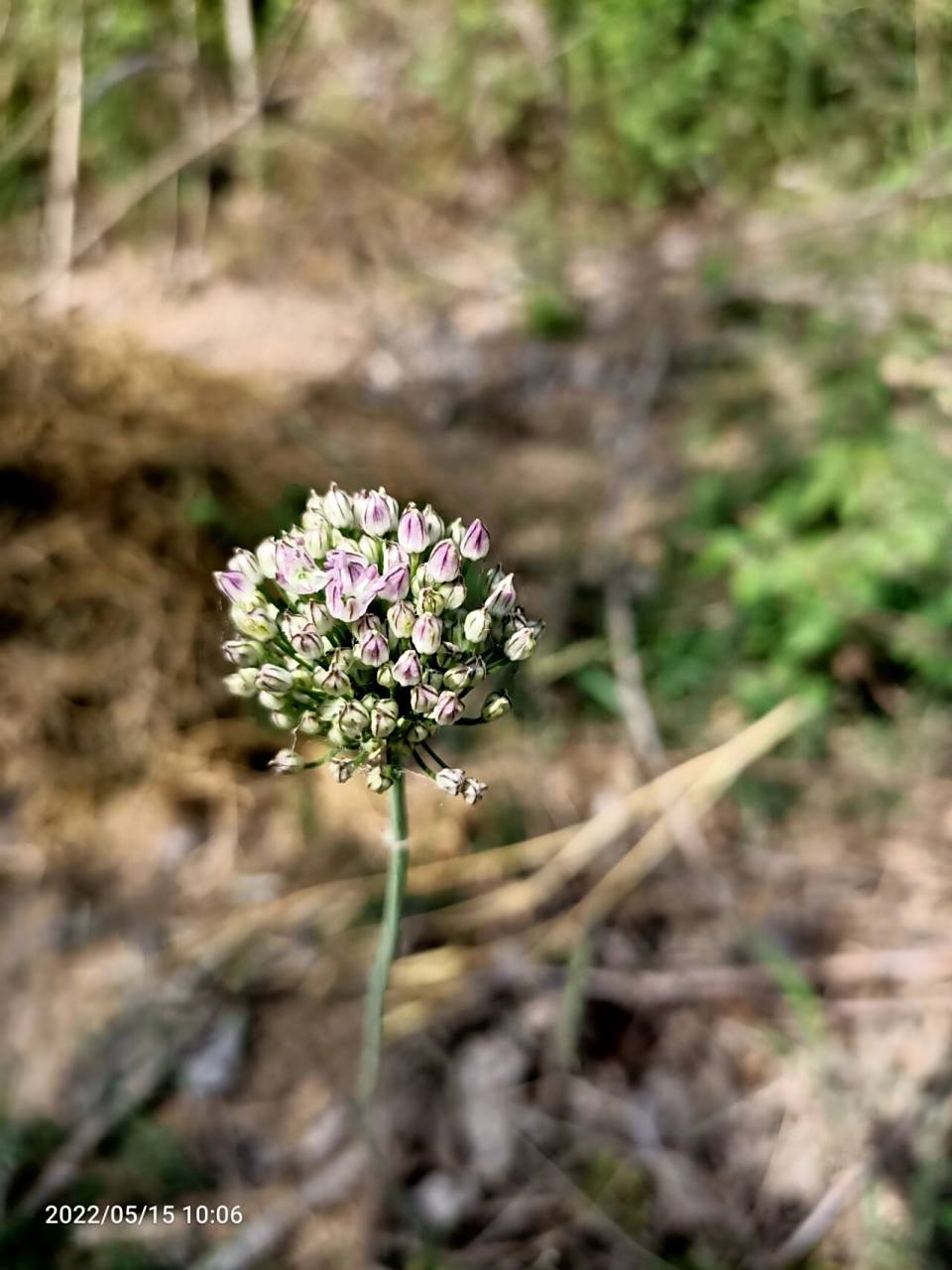 野蒜花 小野花,第一次见,仔细看叶子原来是野蒜