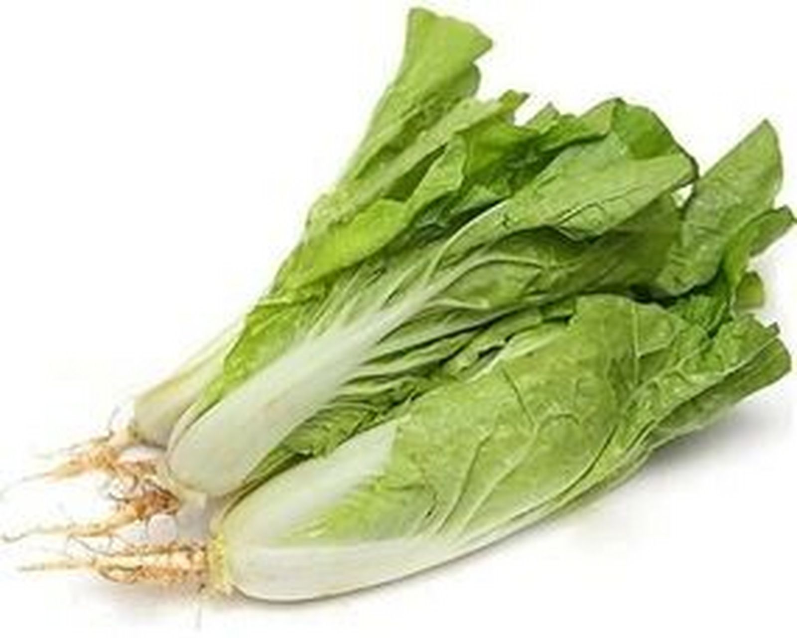 小白菜的功效和营养价值 小白菜含有丰富的矿物质和维生素,小白菜味甘