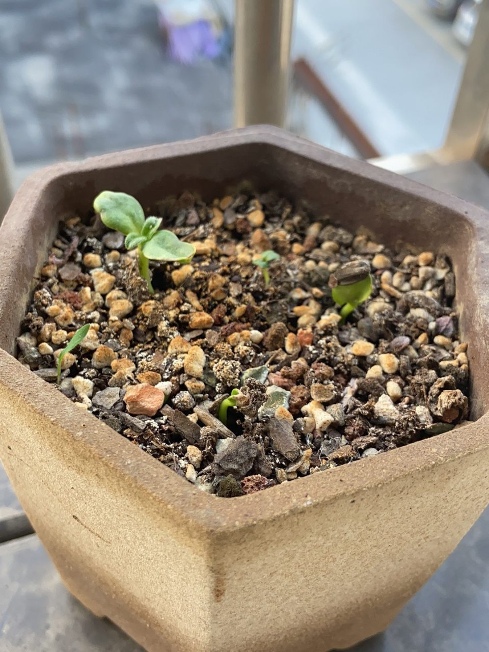 记录玩具熊向日葵的全生长过程～ 小型向日葵品种,放盆栽种, 从种下到