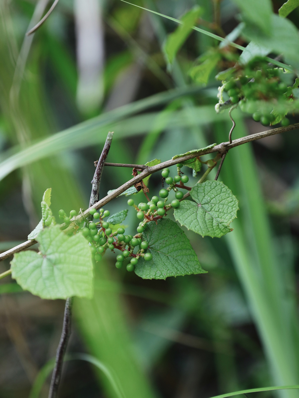 野葡萄 地里有一株野葡萄,从长藤开花时起就一直观察着它.