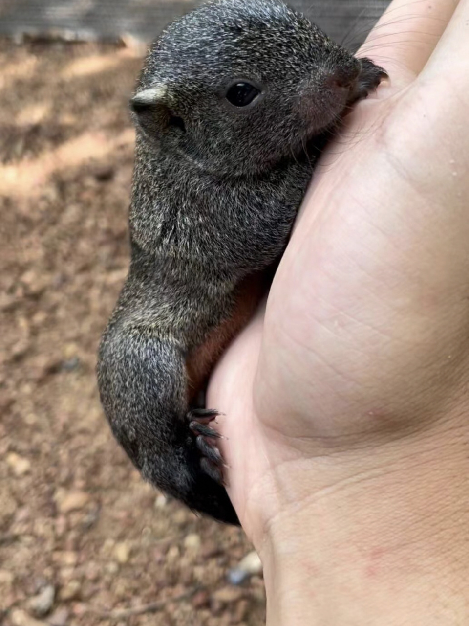 松鼠品种推荐 97红腹松鼠:红腹松鼠不仅体质好而且性格粘人,一年四