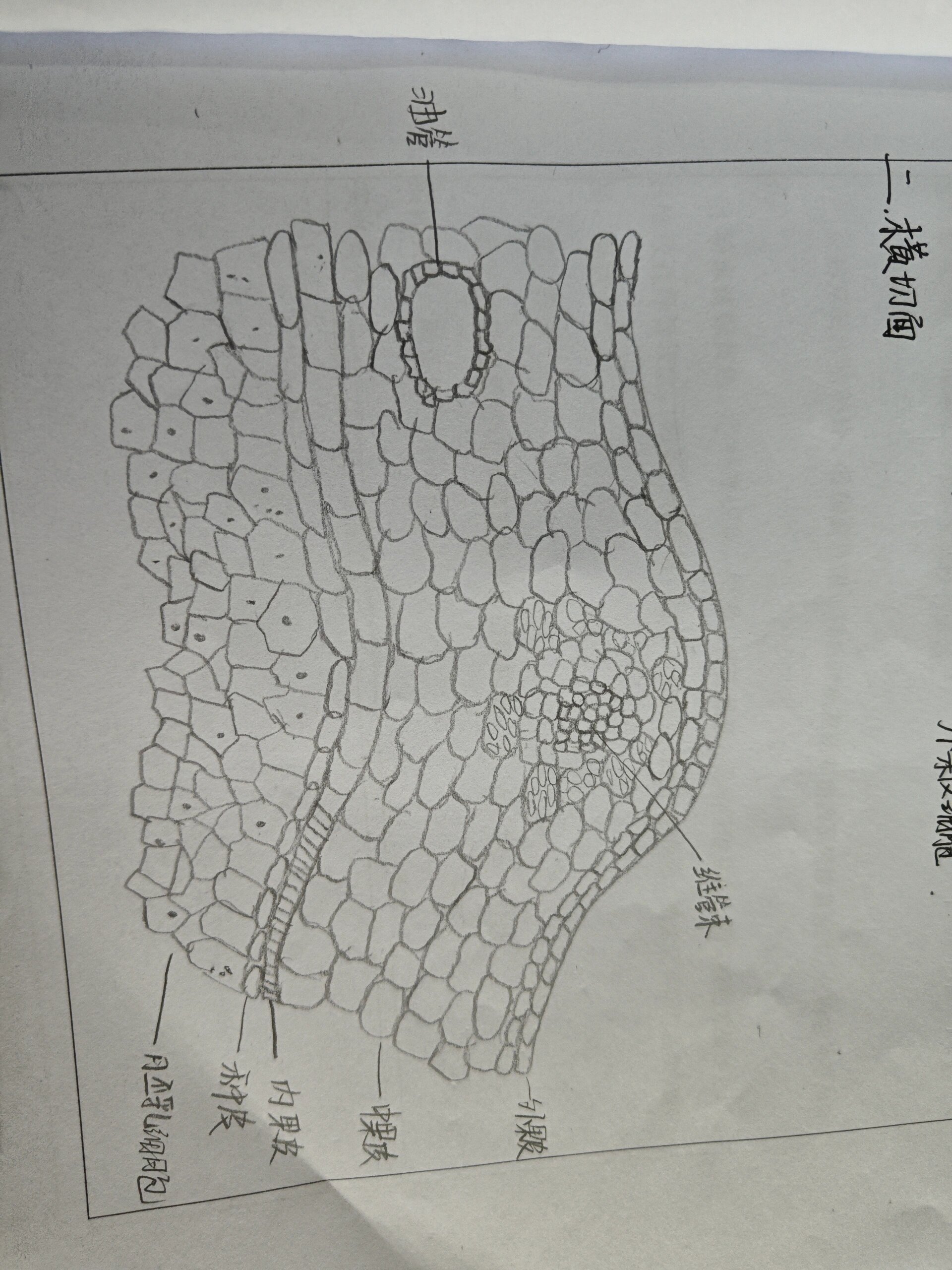 小茴香粉末显微特征图图片