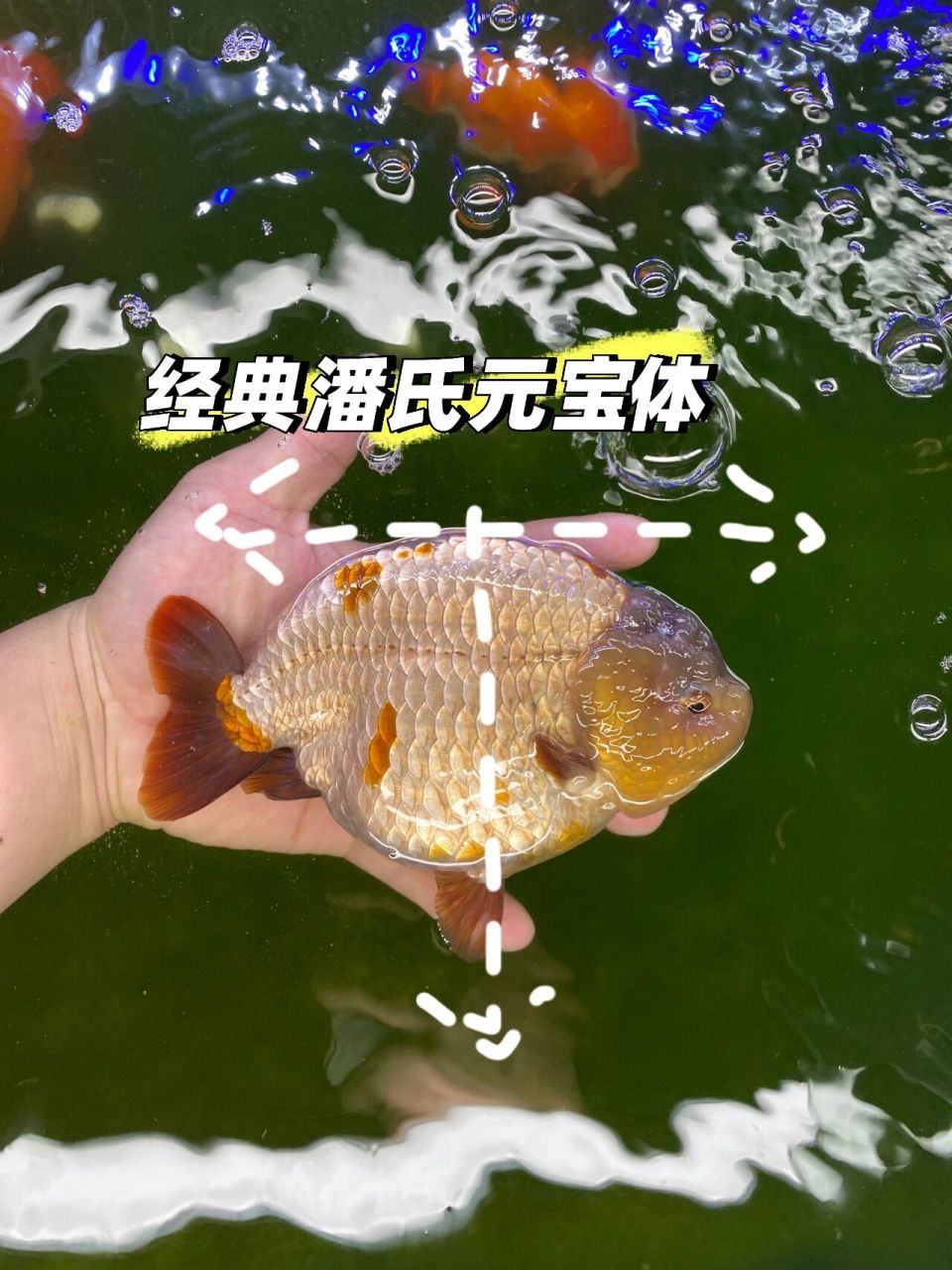 兰寿金鱼饲养技巧图片