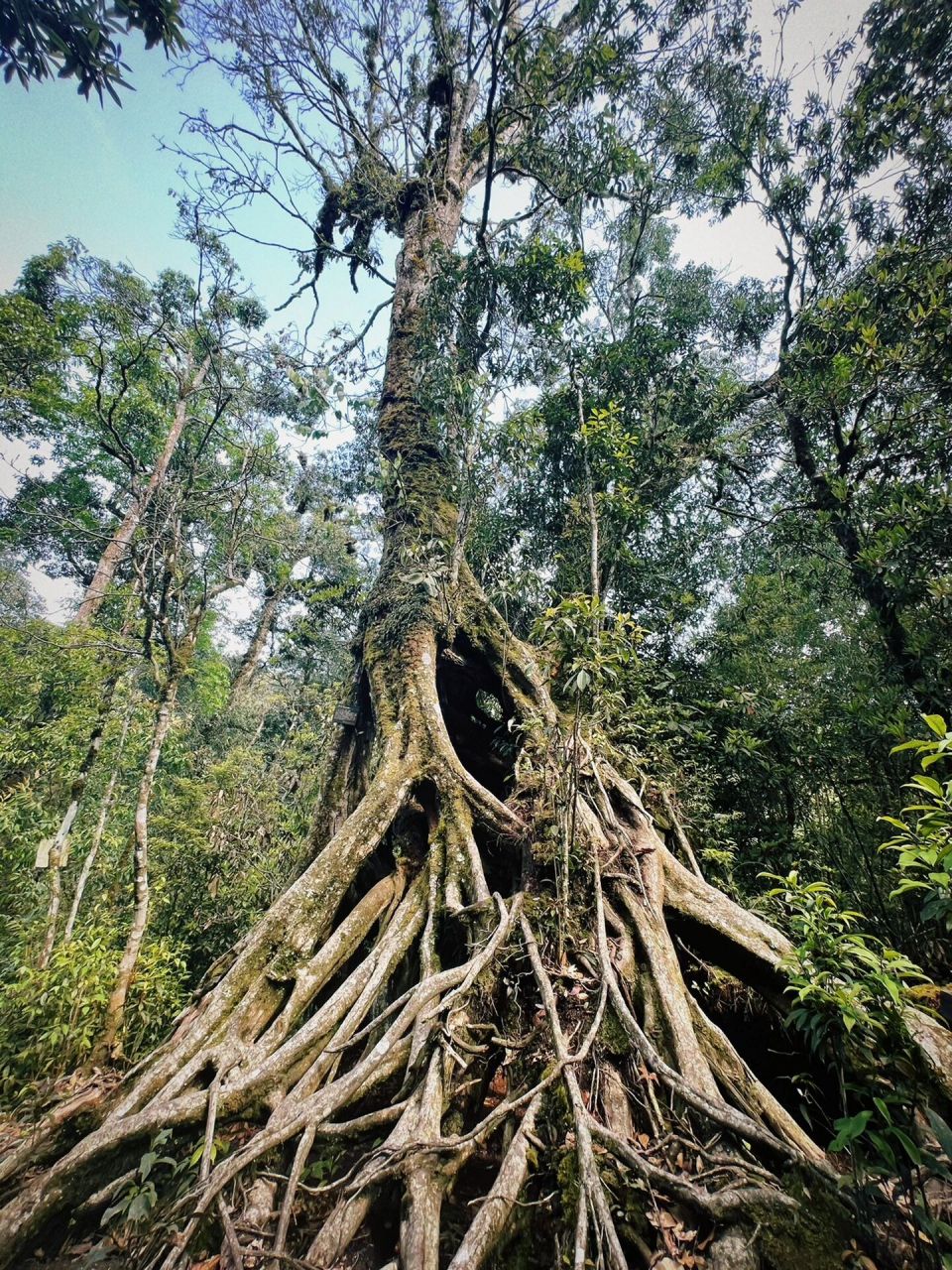 红河大围山图片