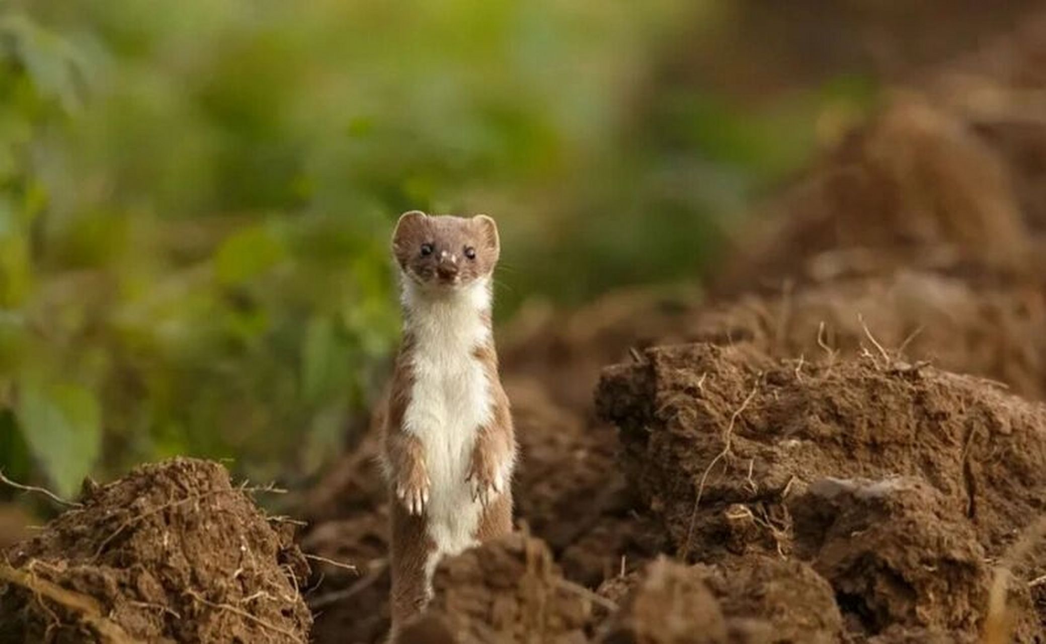 黄大仙        	 黄鼬 鼬科鼬属动物 黄鼬(学名:mustela sibirica):是