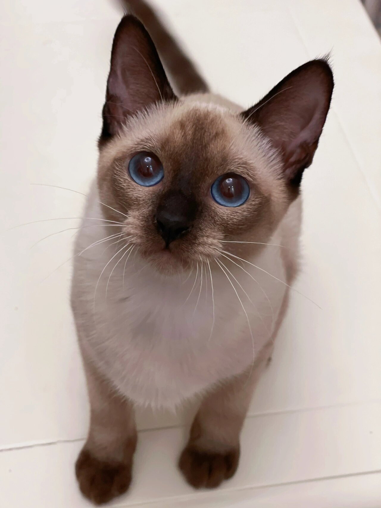 这角度拍你都这么可爱|暹罗猫 可爱的海豹重点色暹罗猫luna 圆头圆脑