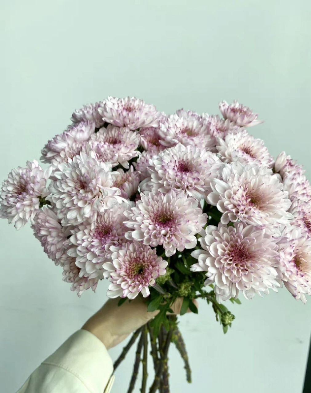 每日识花|马蒂斯小雏菊 马蒂斯小雏菊 	 花语:温馨的祝福,希望,深藏