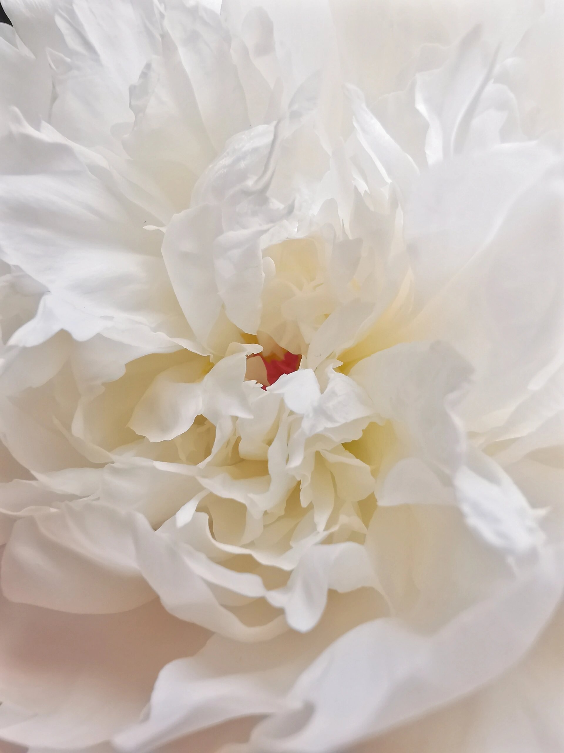 每周一花——杨妃出浴 芍药季尾声,以一束"杨妃出浴",完美收官