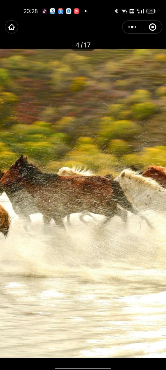 内蒙古草原上的马儿,奔腾向前不停留!