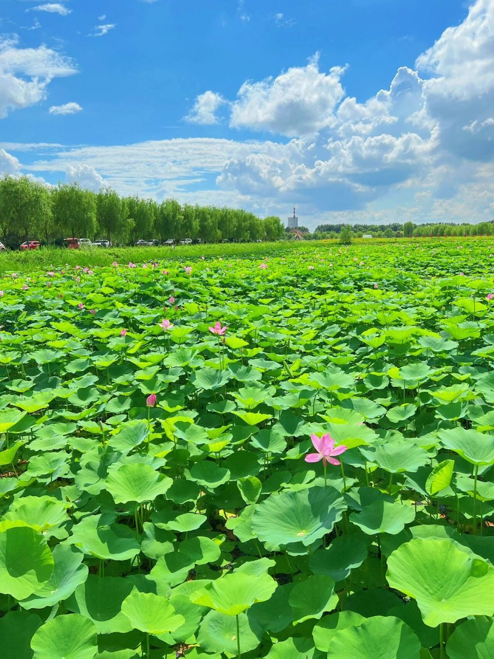 打卡齐齐哈尔梅里斯湖风景区 从市里开车到梅里斯湖大概半个小时