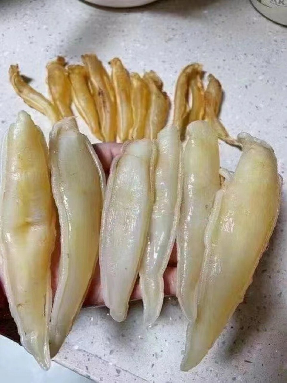 230头金龙筒胶 90498元/斤 金龙鱼俗称大黄鱼,是中国四大海产之一