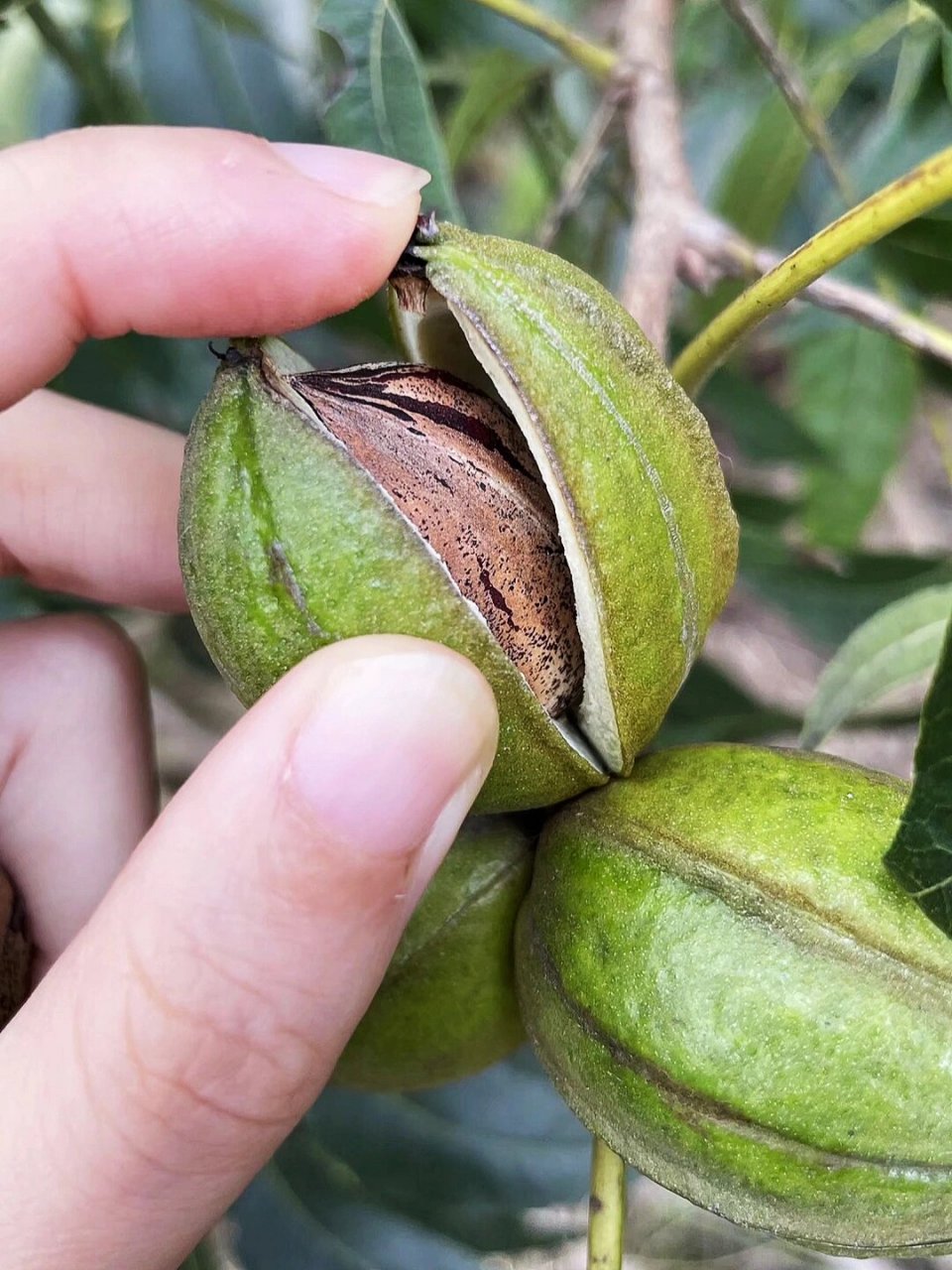 9838年树龄|纯野生61薄壳山核桃61碧根果 95 美国薄壳山核桃