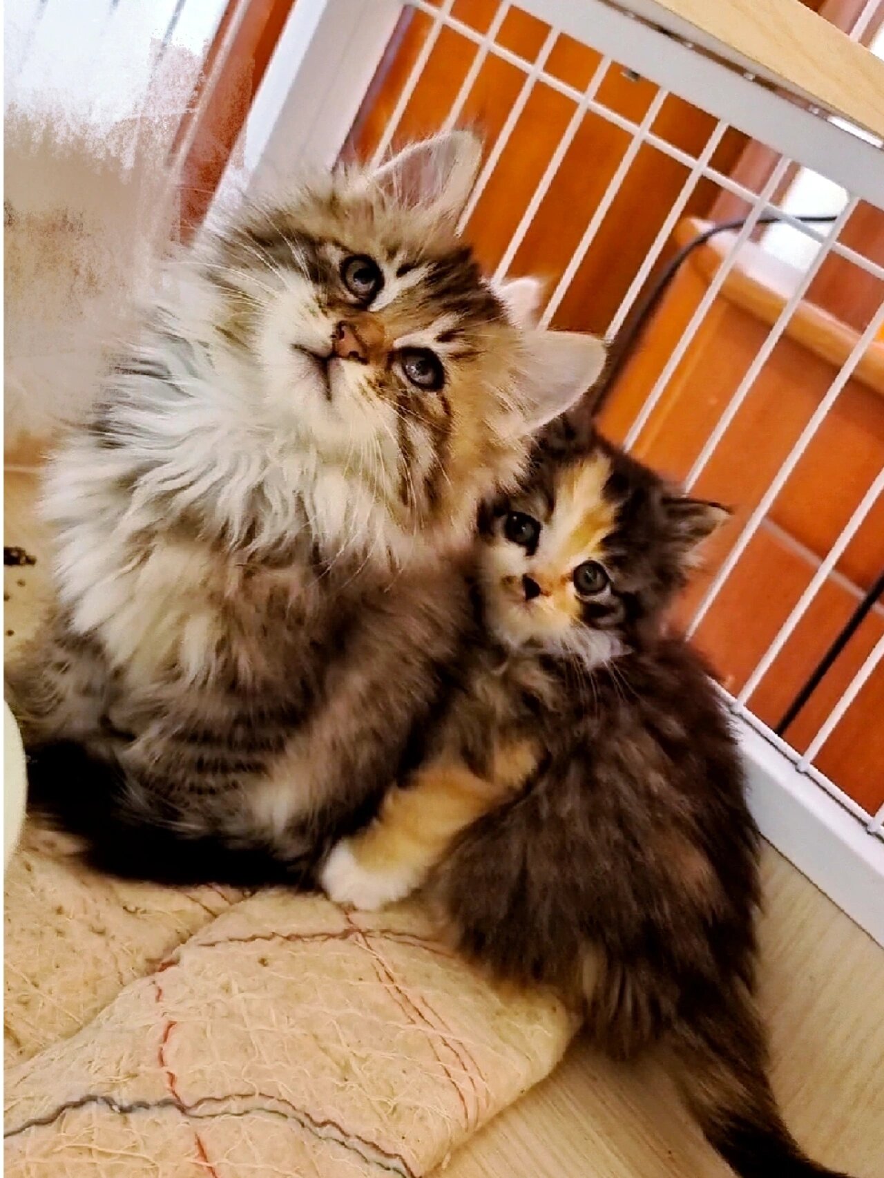 这种花色的狮子猫 真的绝美 明明两个都是小奶猫,却让人脑补出了霸道