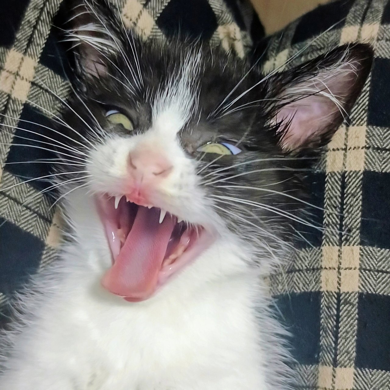 怎么办,我可太喜欢它奇奇怪怪的表情了~ 酷酷