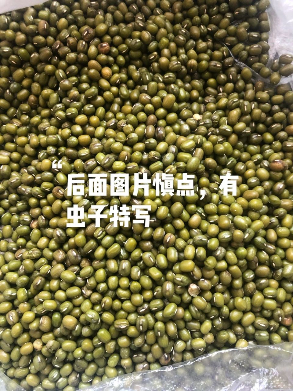 绿豆有虫子? 图一的绿豆质量很好,没有虫眼.