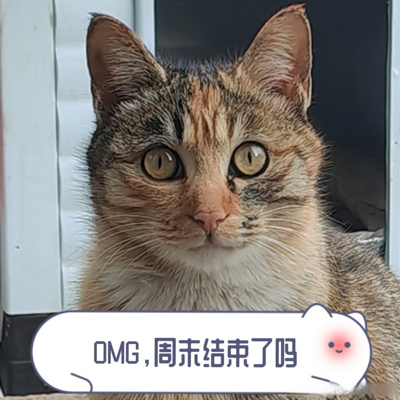 周一表情包#周一见##表情包##搞笑表情