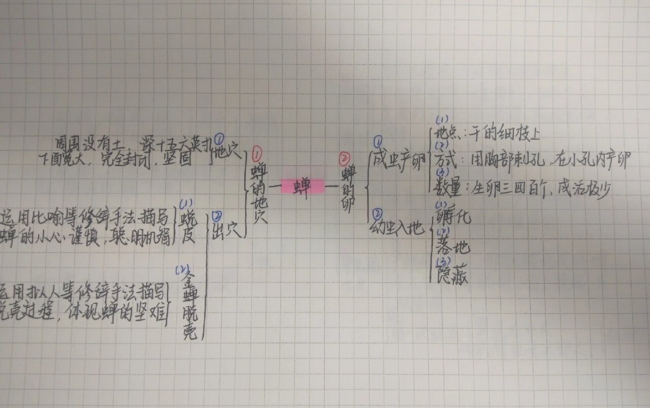 蝉法布尔思维导图图片