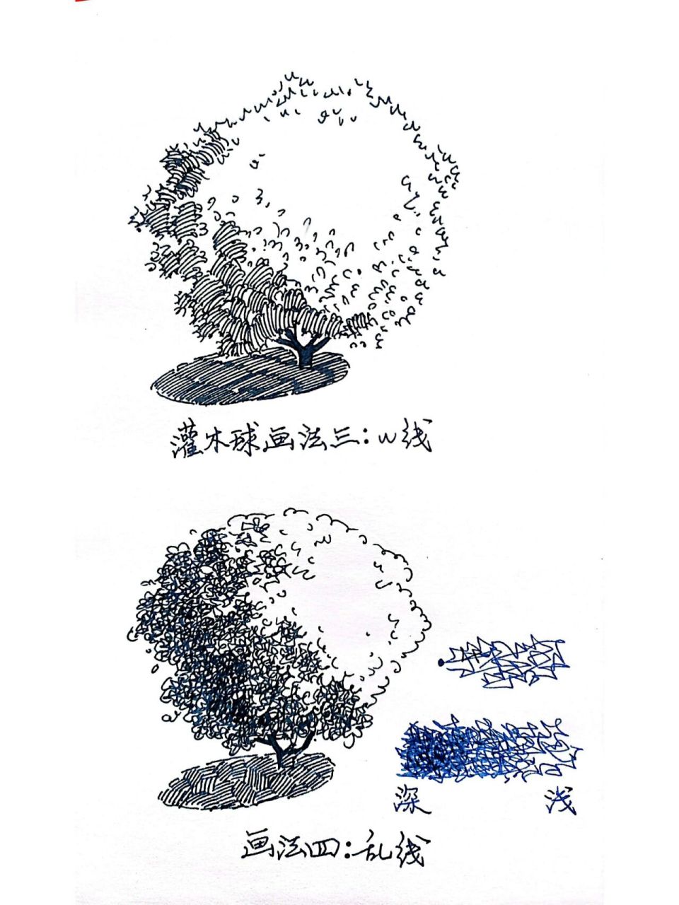 速写‖灌木球多种画法二,一图多画很有趣