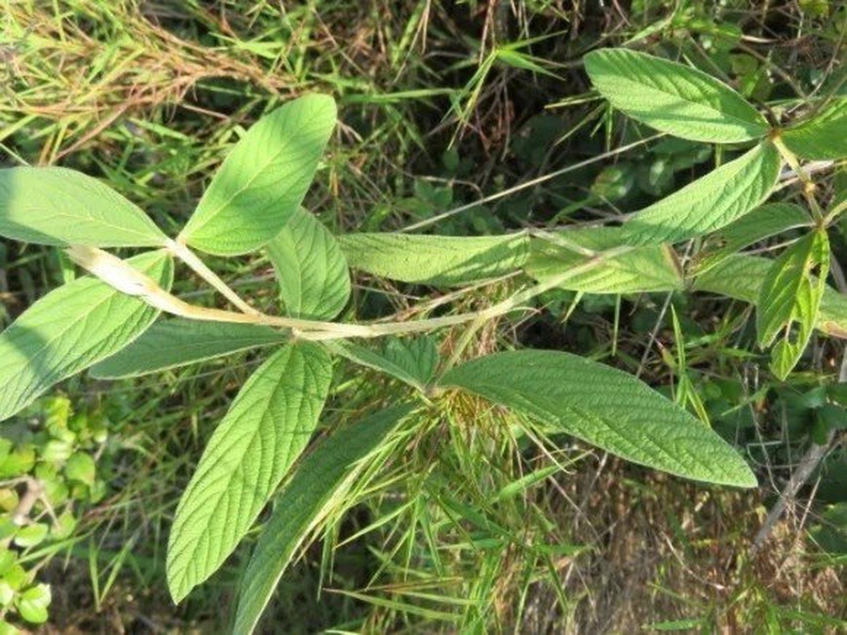 千斤拔 间中草药:千斤拔 千斤拔的功效与作用 1,祛风除湿 2,止痛 3