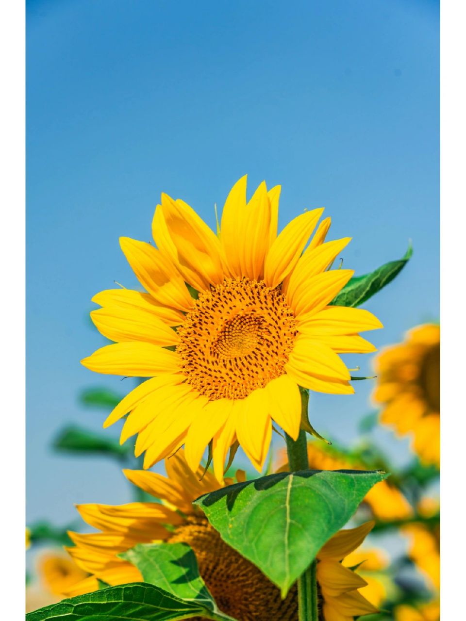 唯美小清新壁纸|979797 1,我和向日葵有个约定,每天向阳而生.