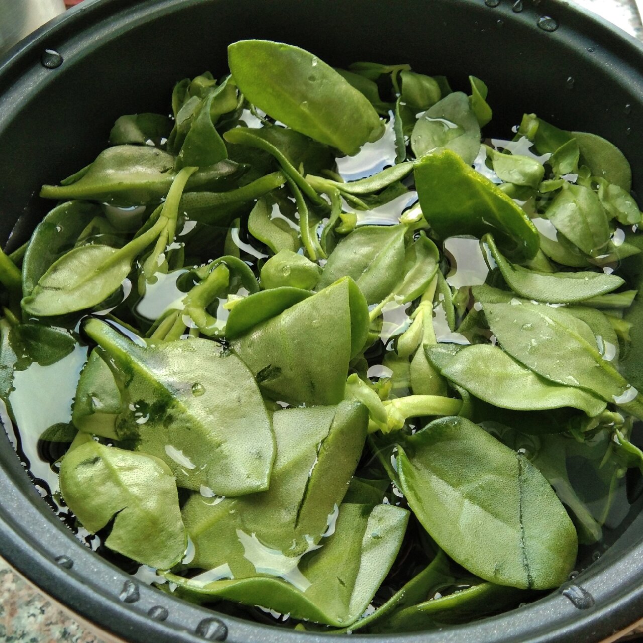 夏日必备去火凉菜:凉拌穿心莲 96穿心莲加盐泡十五分钟杀菌73