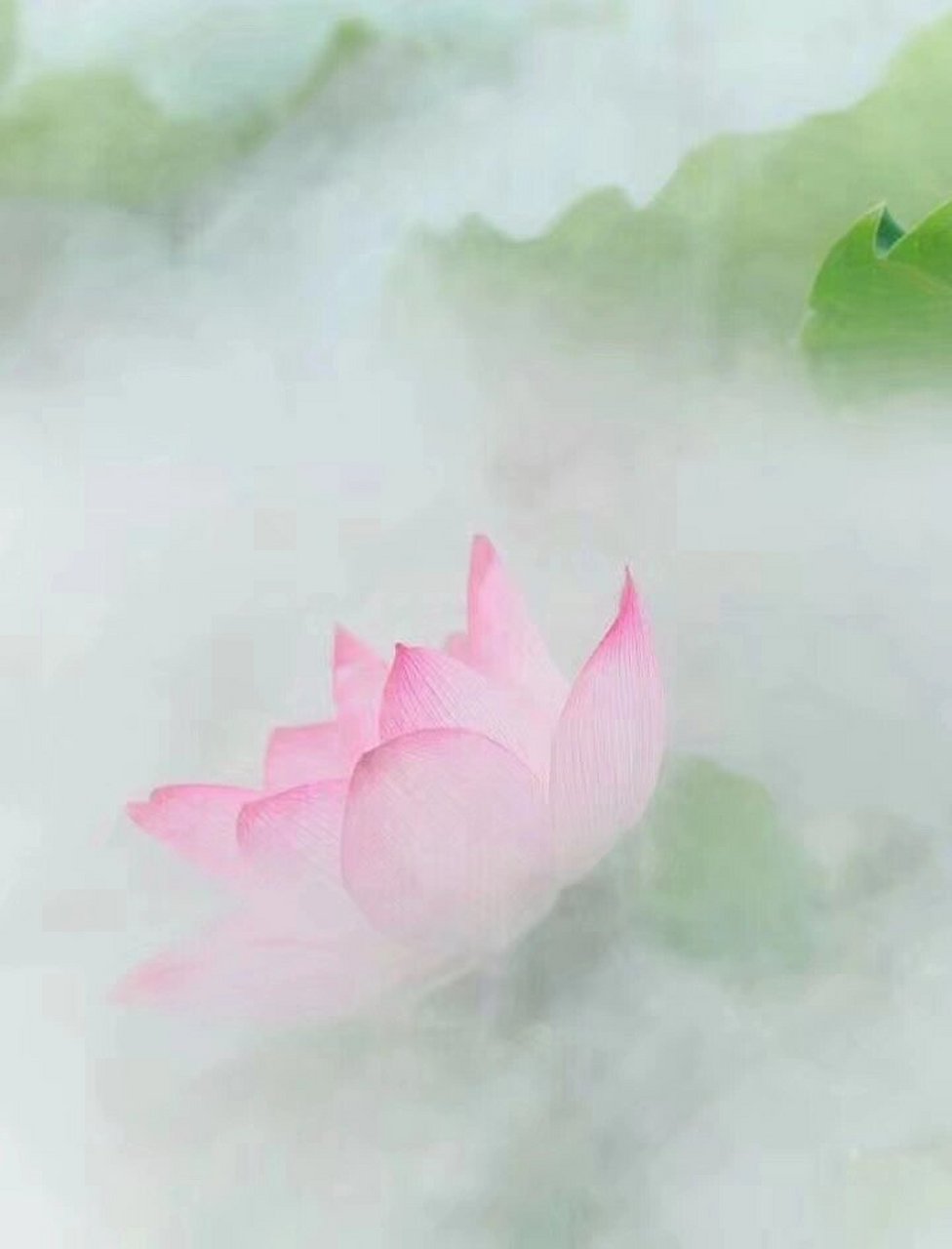 妈见夸系列,小仙女荷花头像 荷 芙蕖,水灵 欲鲜翠,露尖角 擢荡叶长,住