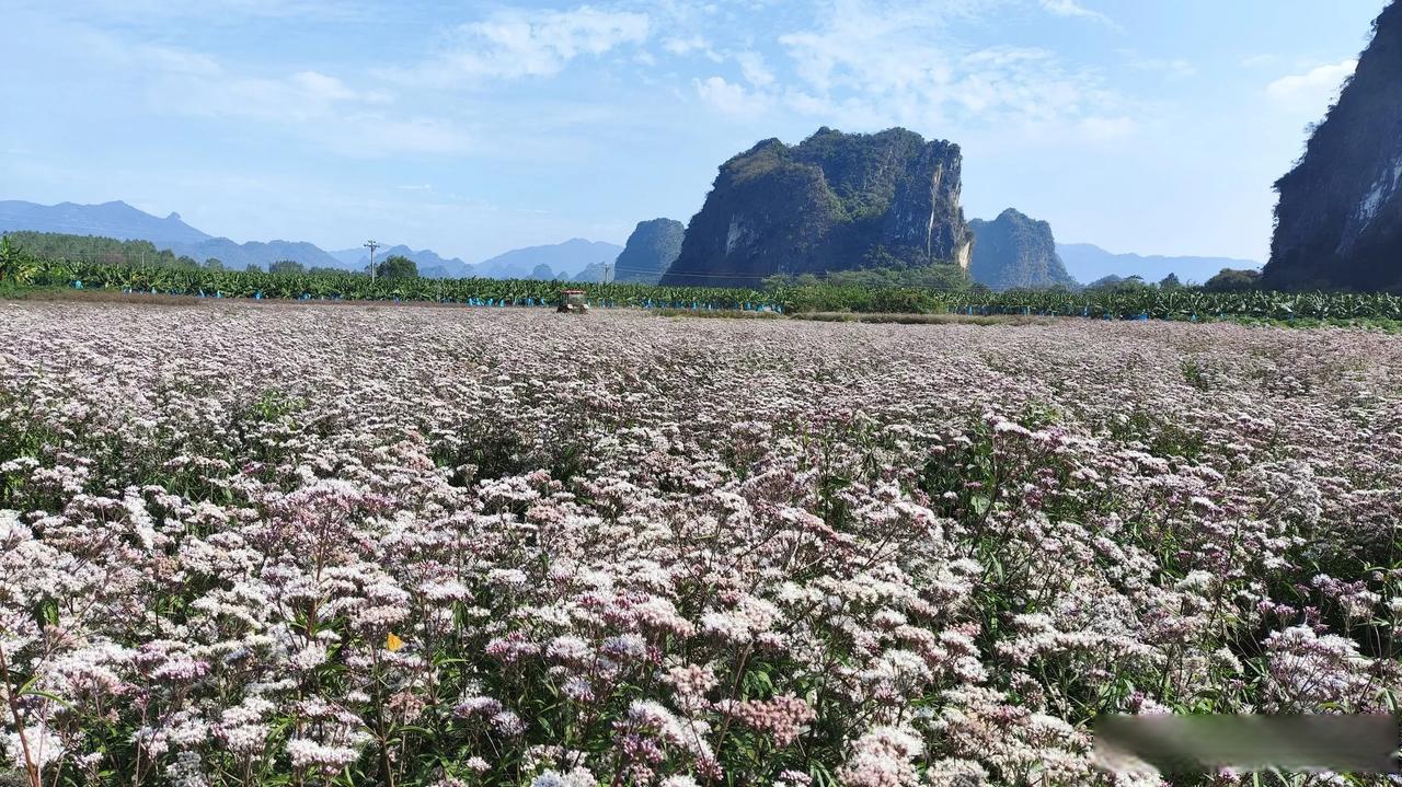 这片花丛,位于英德市黄花镇黄屋村附近,林婆祖庙背后