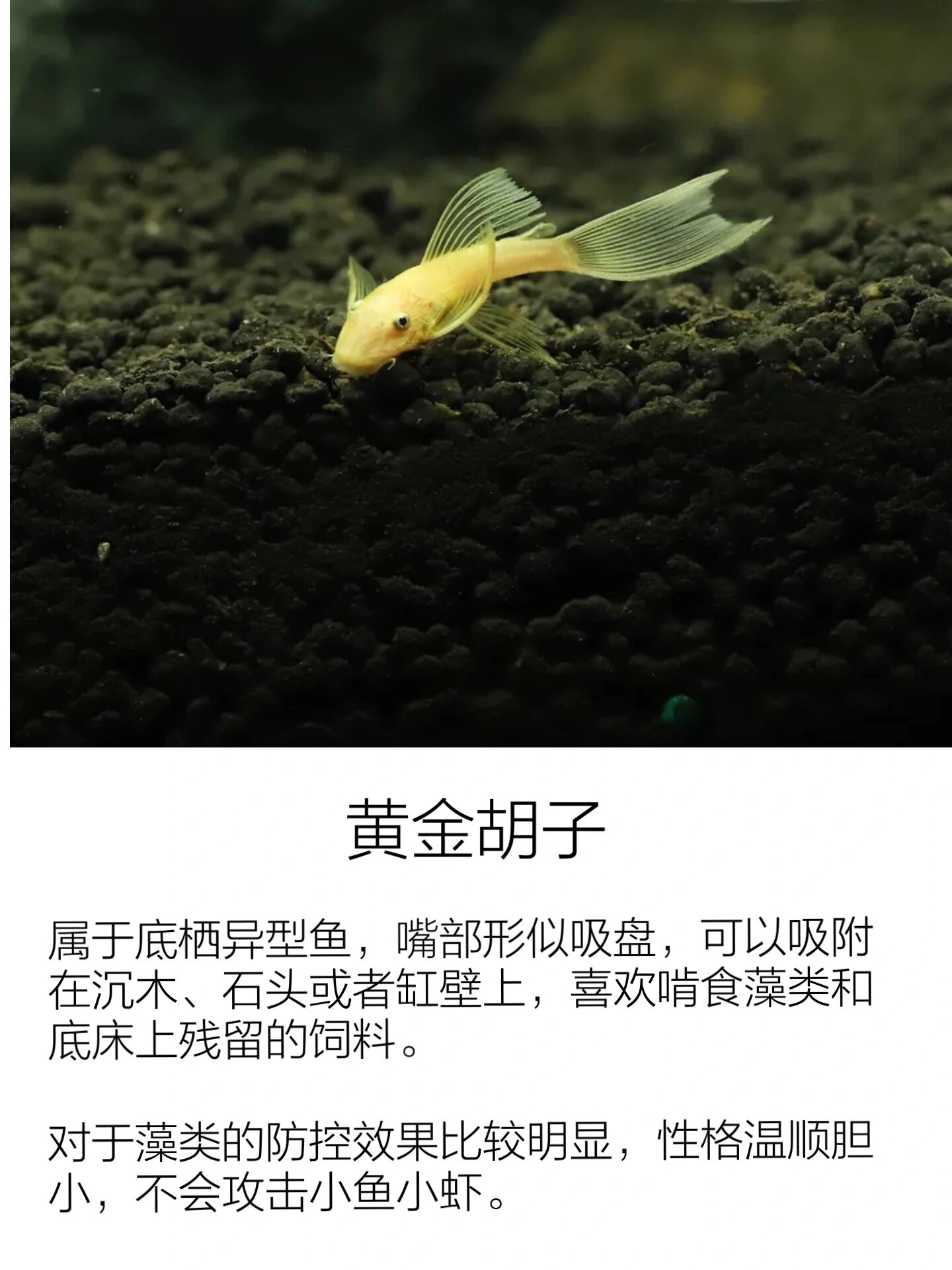 鱼缸工具鱼清洁鱼推荐|除藻清洁通通搞定