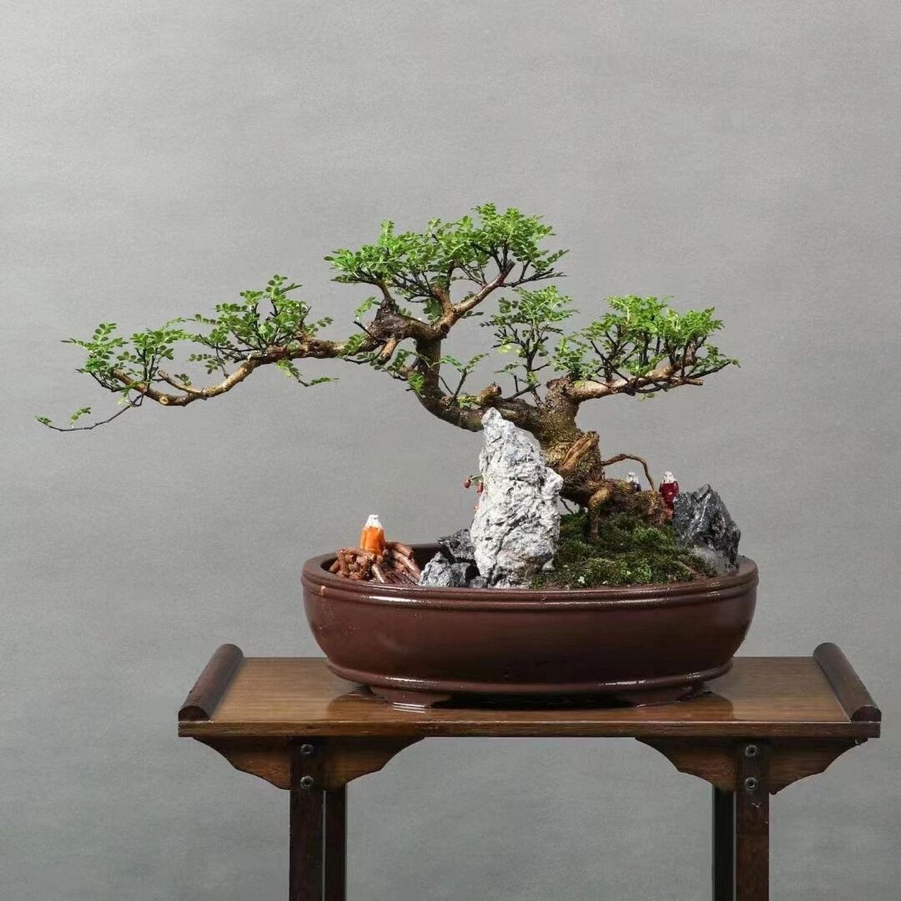 老树桩清香木,山水大盆景,临水飘枝,景观 老树桩清香木,山水大盆景