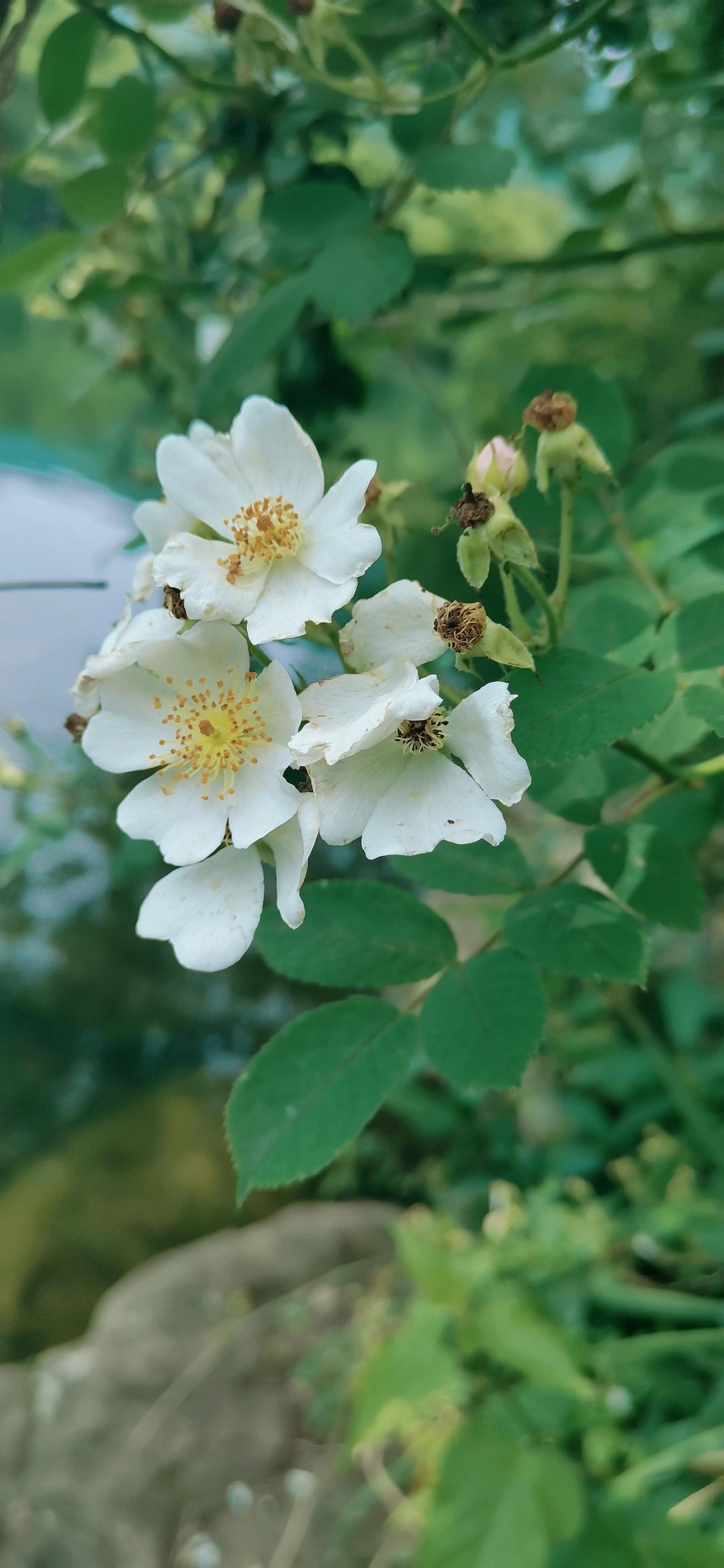 有风南来，有风南来下一句