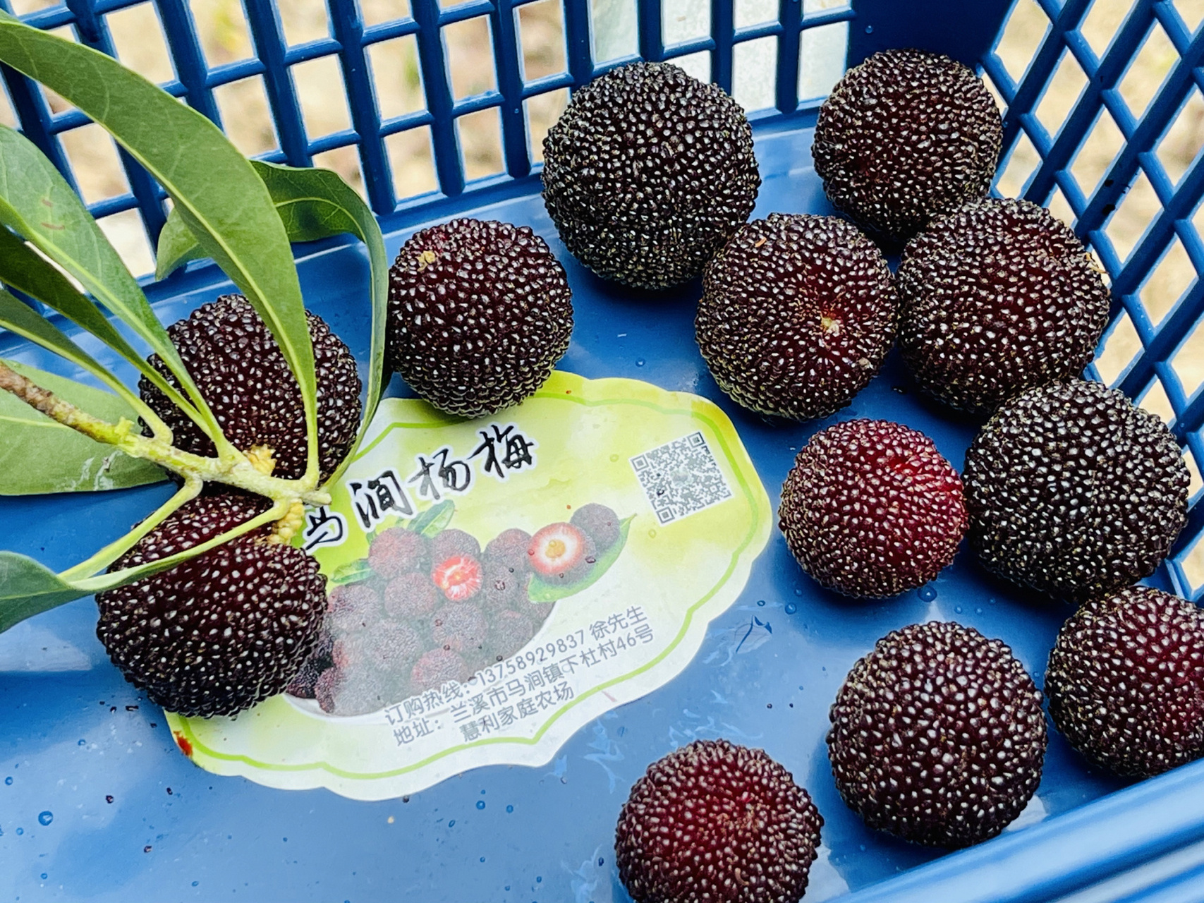 兰溪马涧大棚杨梅 兰溪马涧大棚杨梅,绝了,巨甜 可上山采摘,全国可