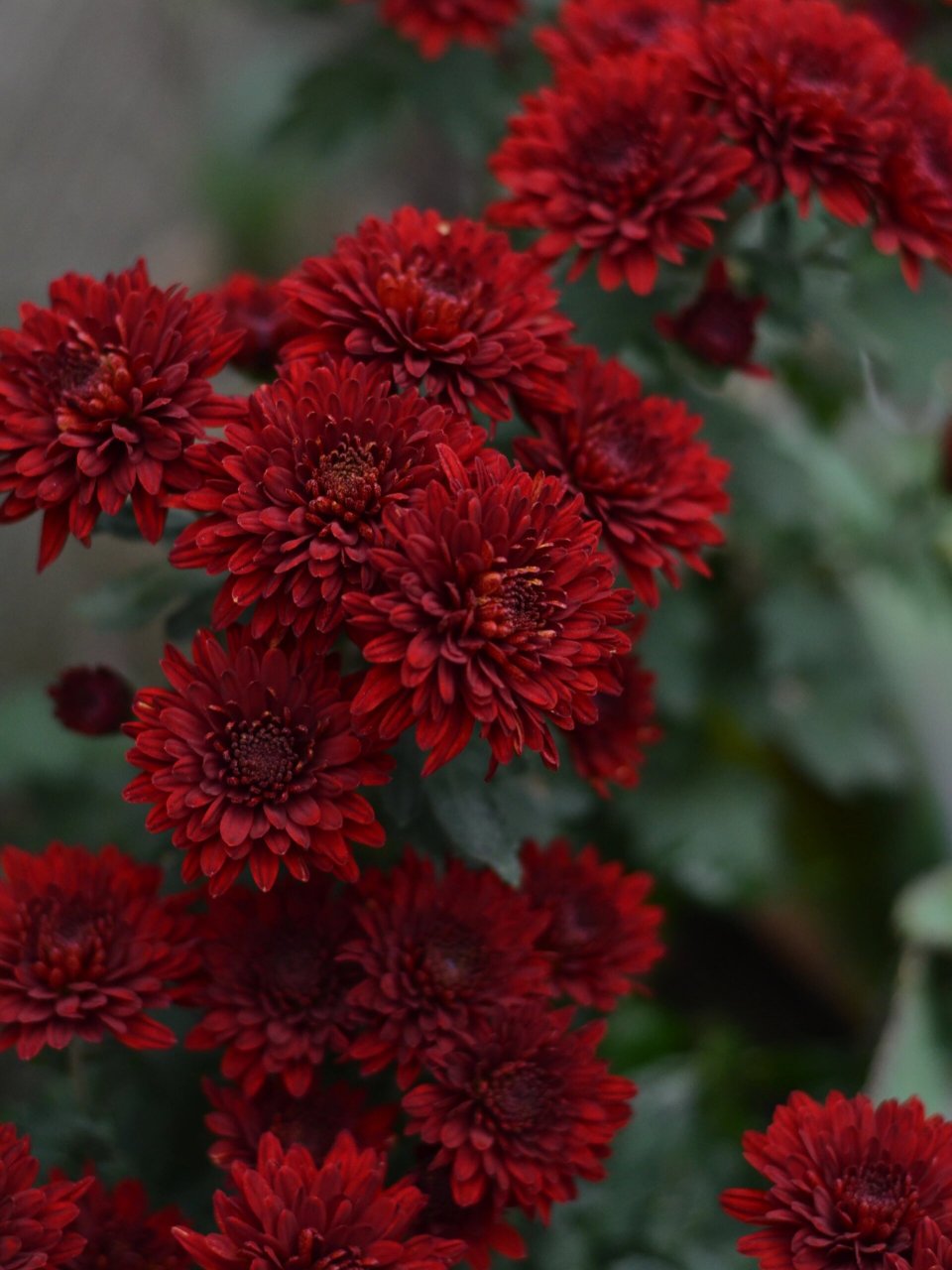 荷兰菊这个红色真的很绝,有点子复古风.