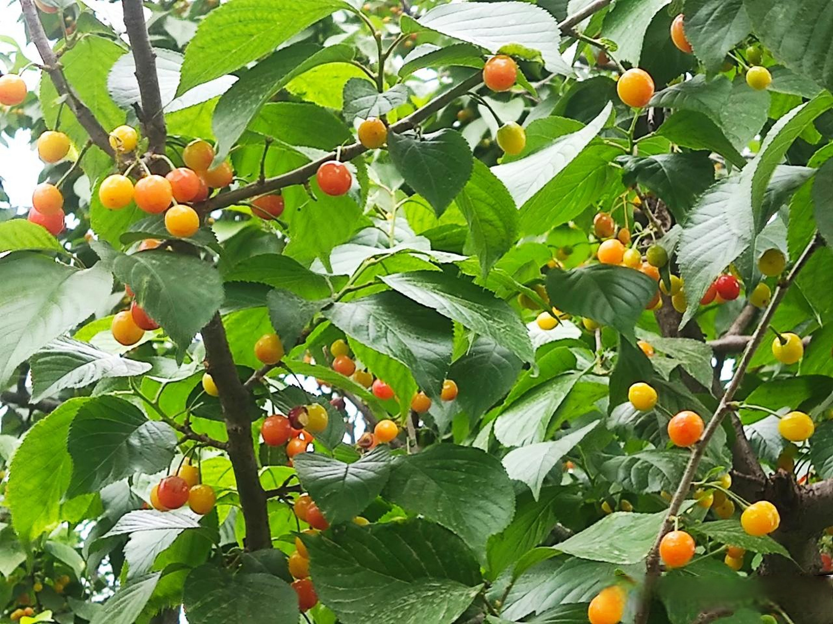 路过高新路,路边的一棵樱桃树上,果实累累,小小的樱桃竟然红了!